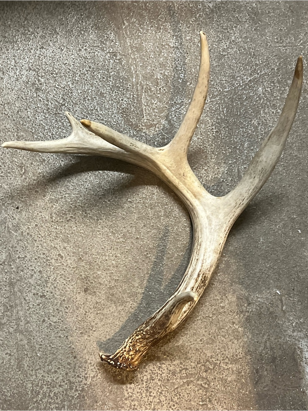 Natural Brown Deer Antler Wall Accent - Rustic Home Wall Decor